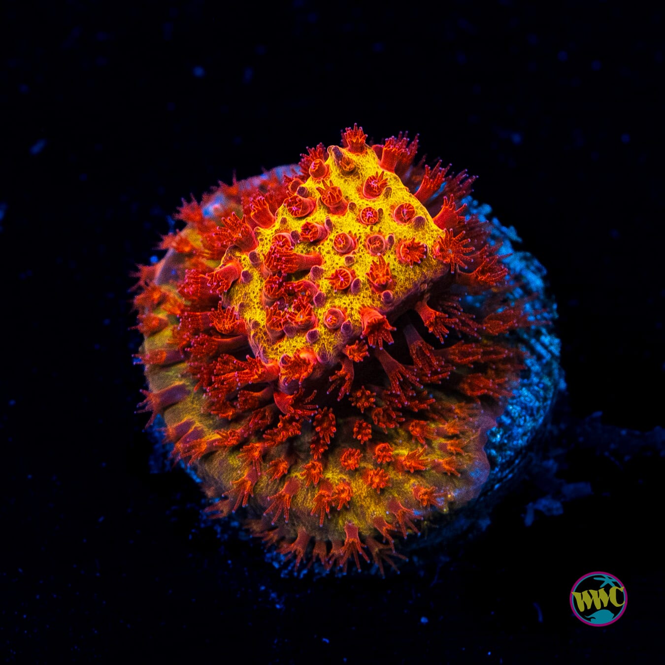 Jason Fox Burning Banana Stylocoeniella