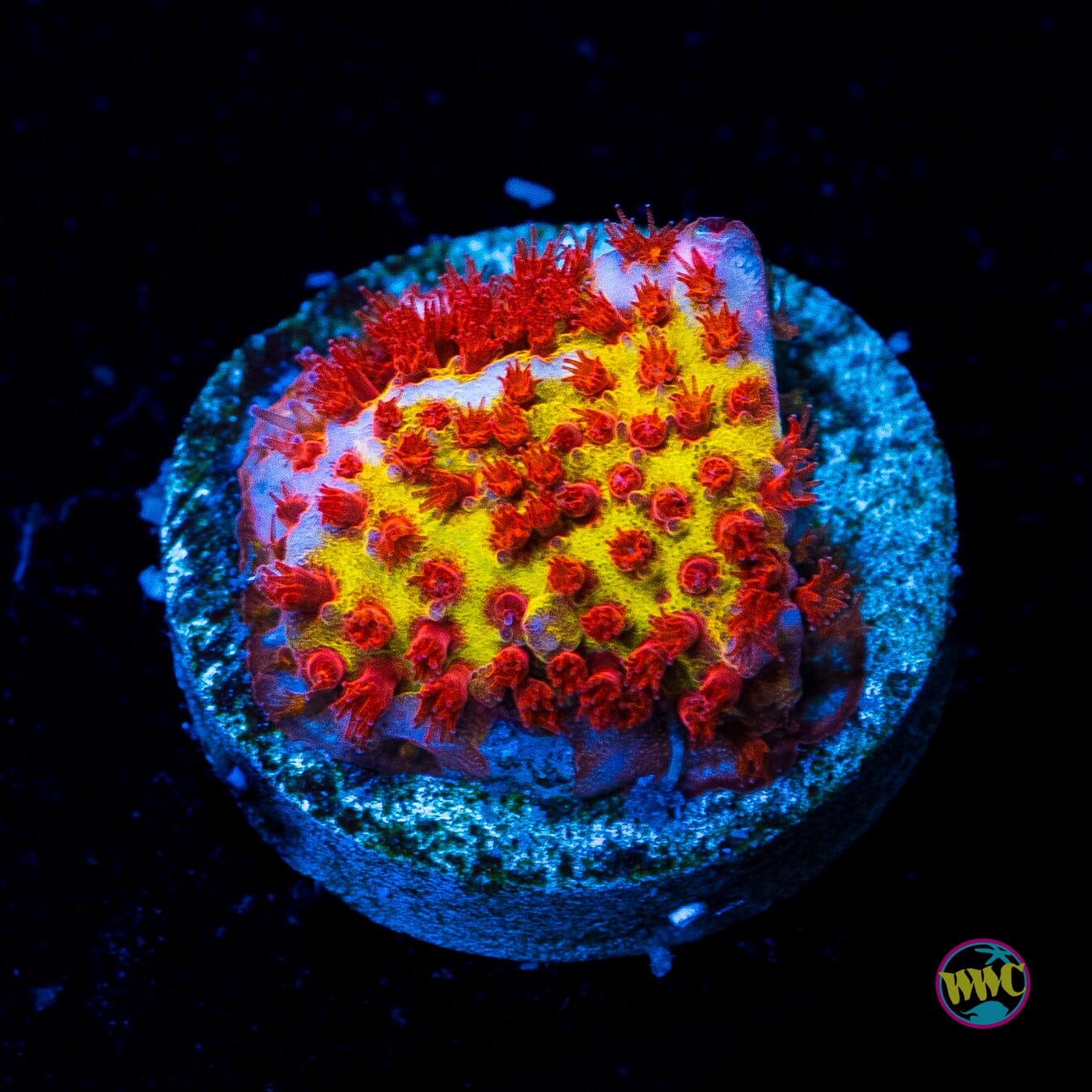 Jason Fox Burning Banana Stylocoeniella