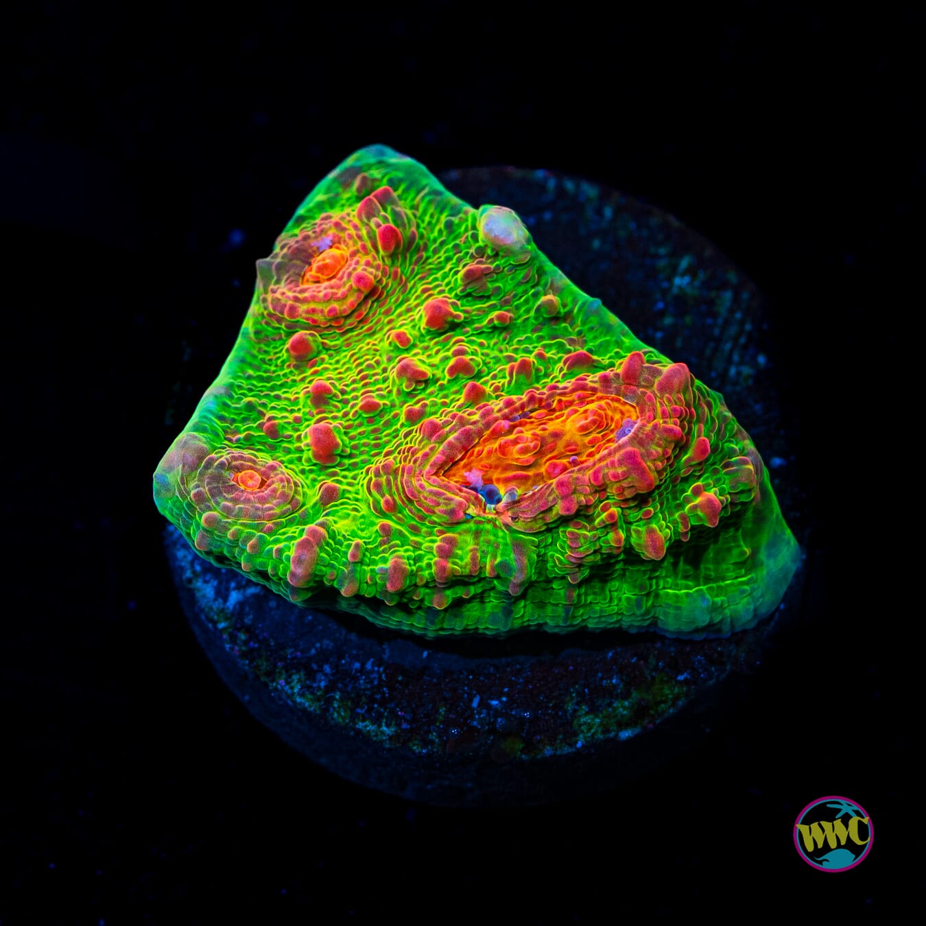 WWC Royal Flush Chalice