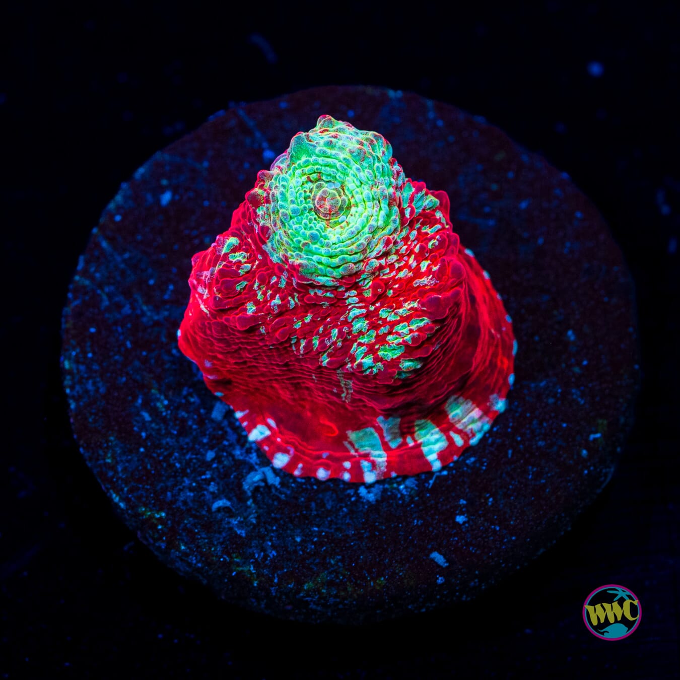 WWC Strawberry Smoothie Chalice