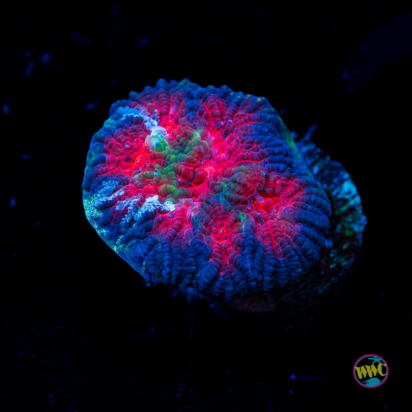 WWC Soul Reaper Favia