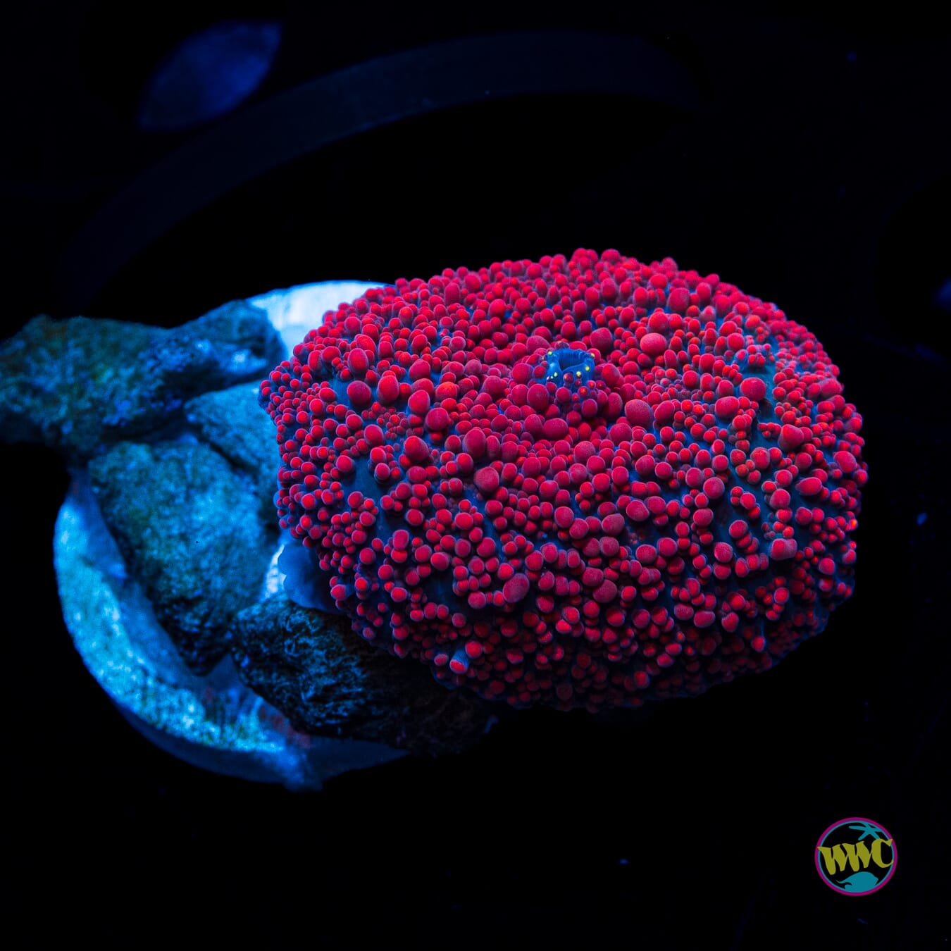 Red Interstellar Mushroom