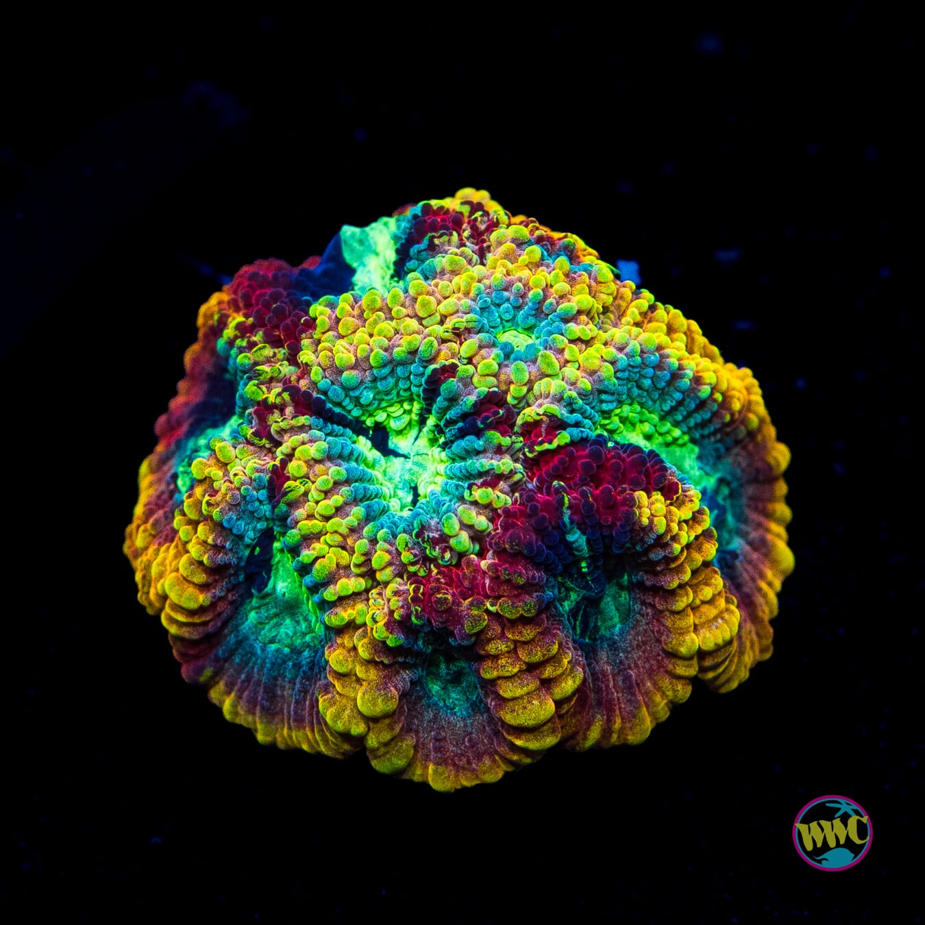 Yellow Submarine Favia