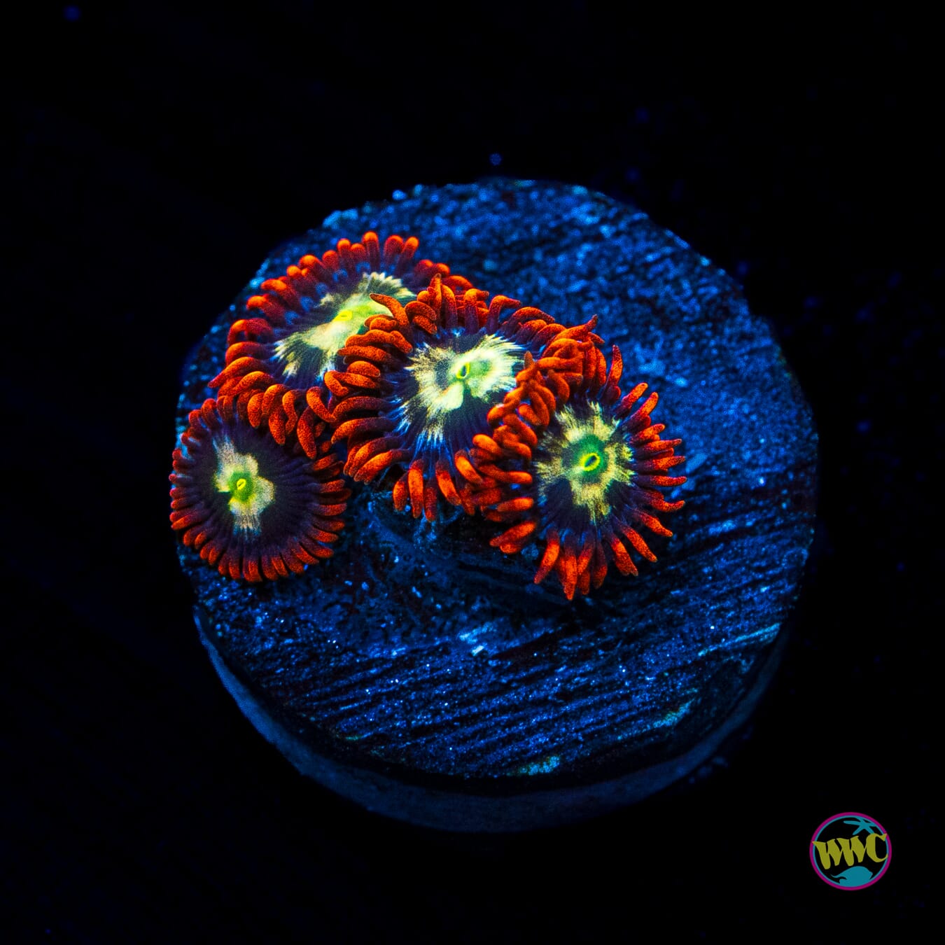 Alpha Omega Zoanthids