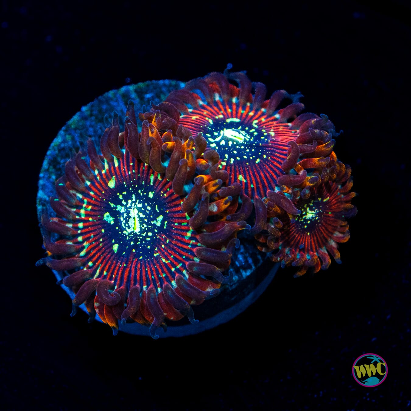 WWC Warlock Zoanthids