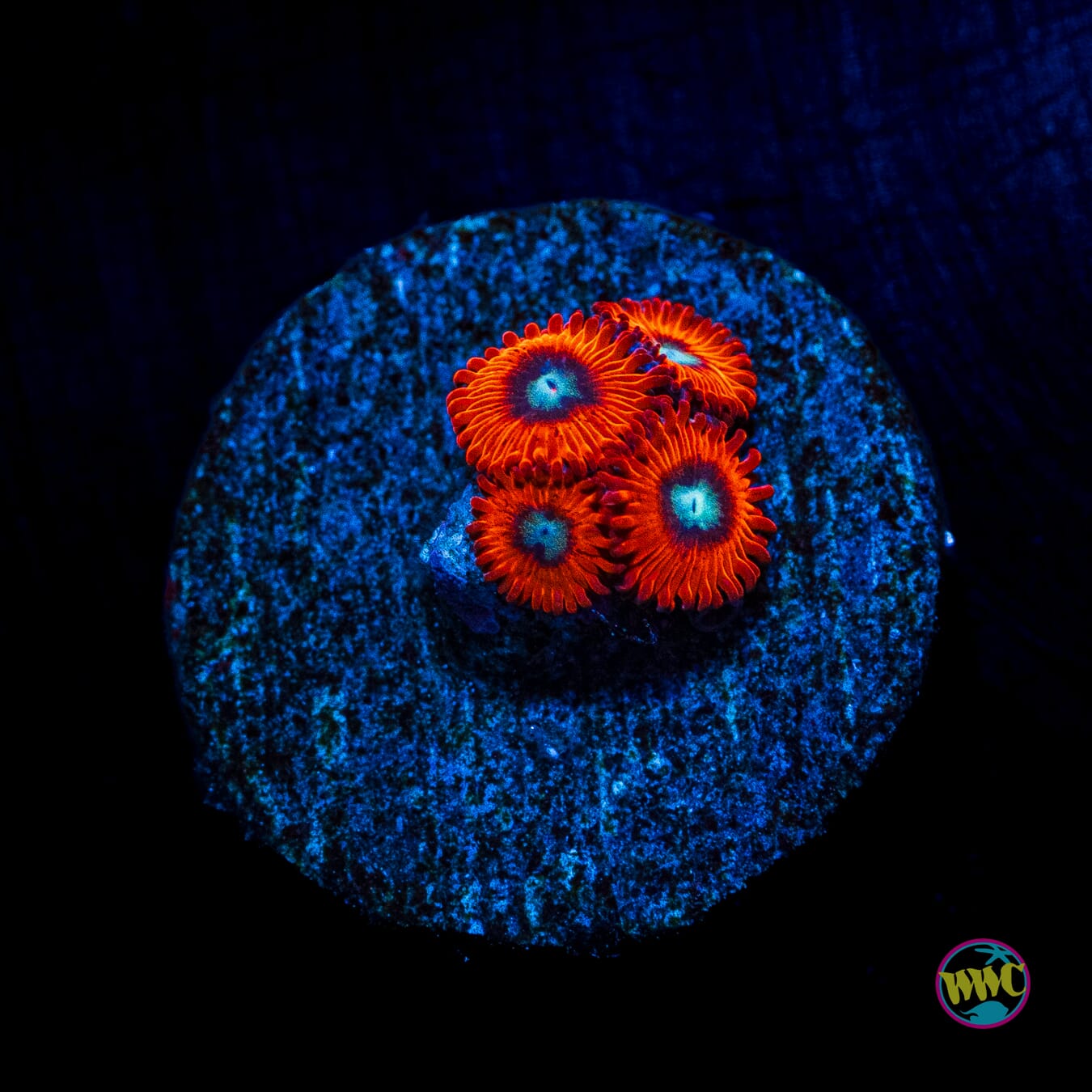 Charmanderz Zoanthids