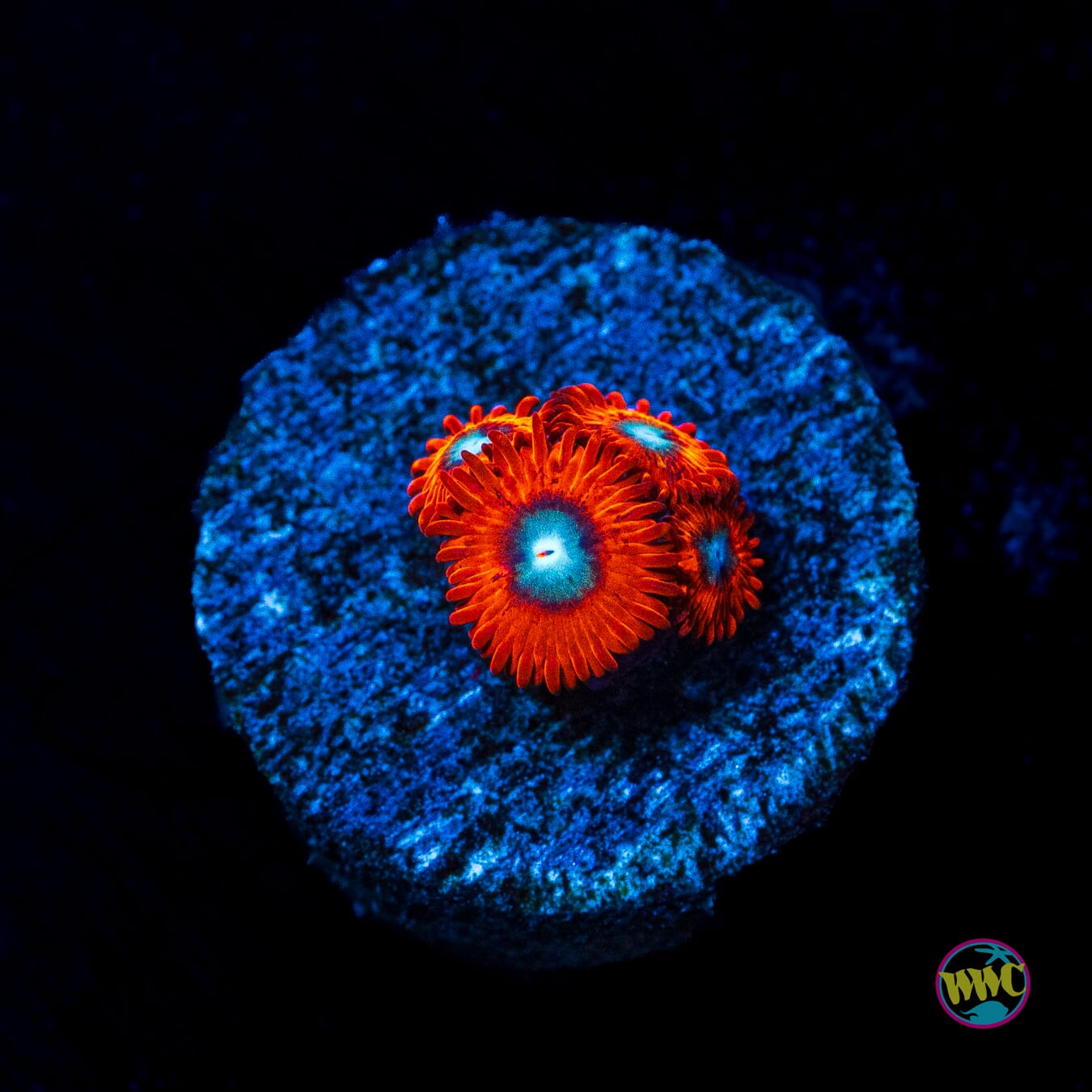 Charmanderz Zoanthids