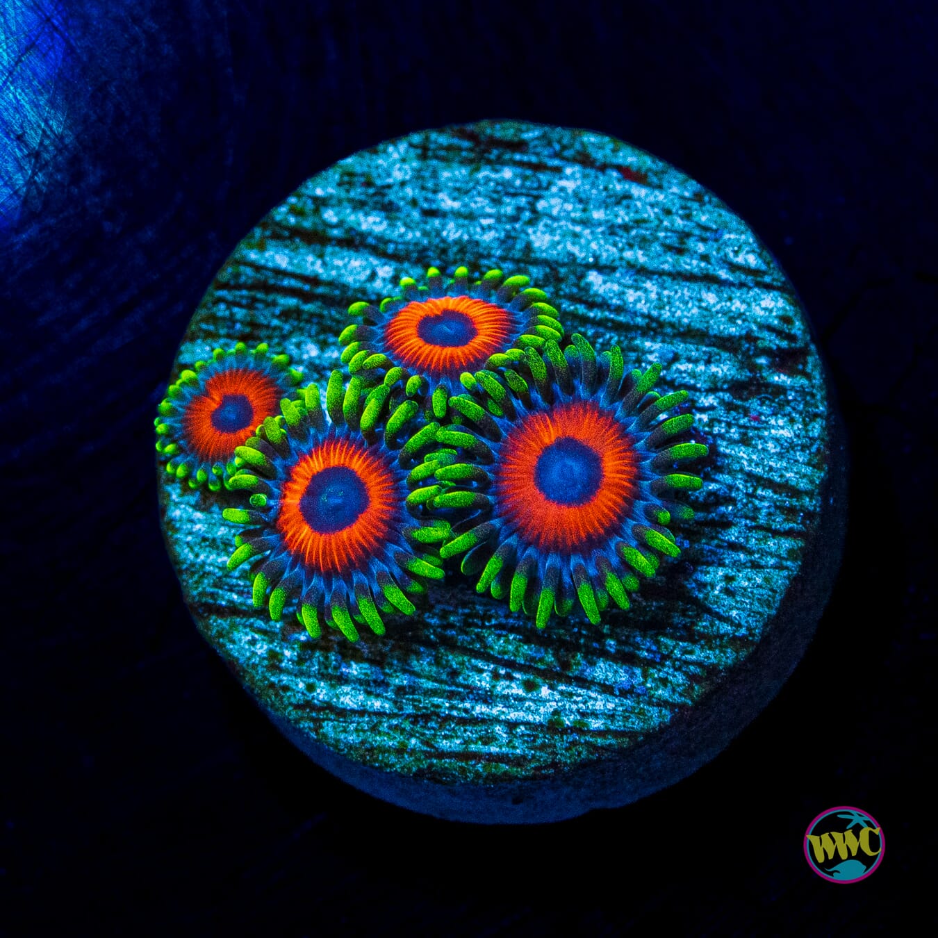 Whammin Watermelon Zoanthids