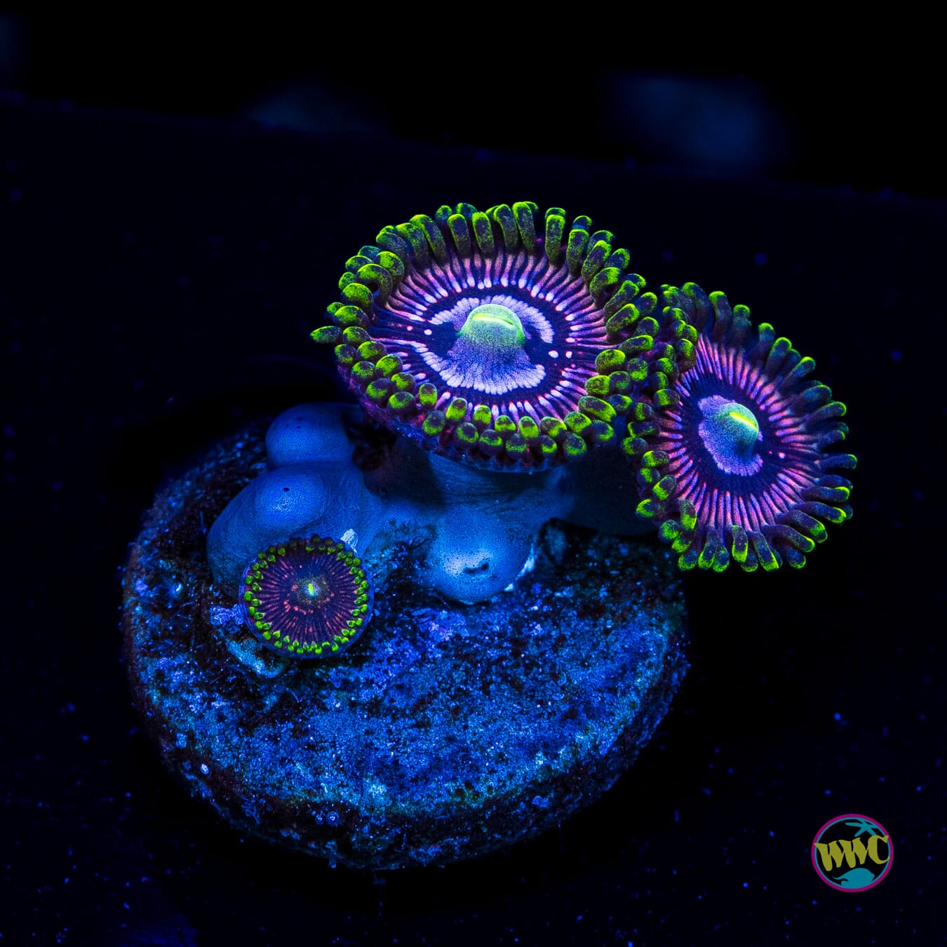 WWC Black Orchid Zoanthids