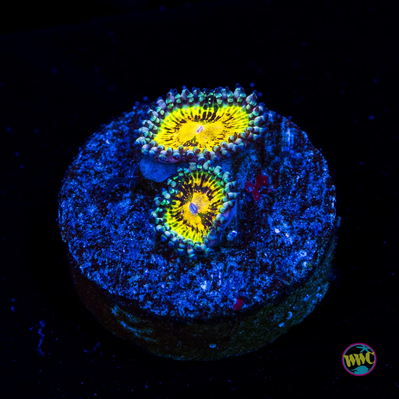 Grim Reaper Zoanthids