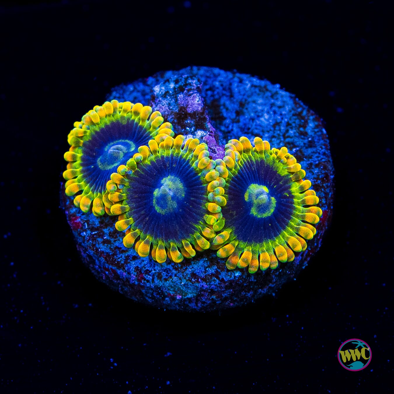 Rainbow Yodaz Zoanthids