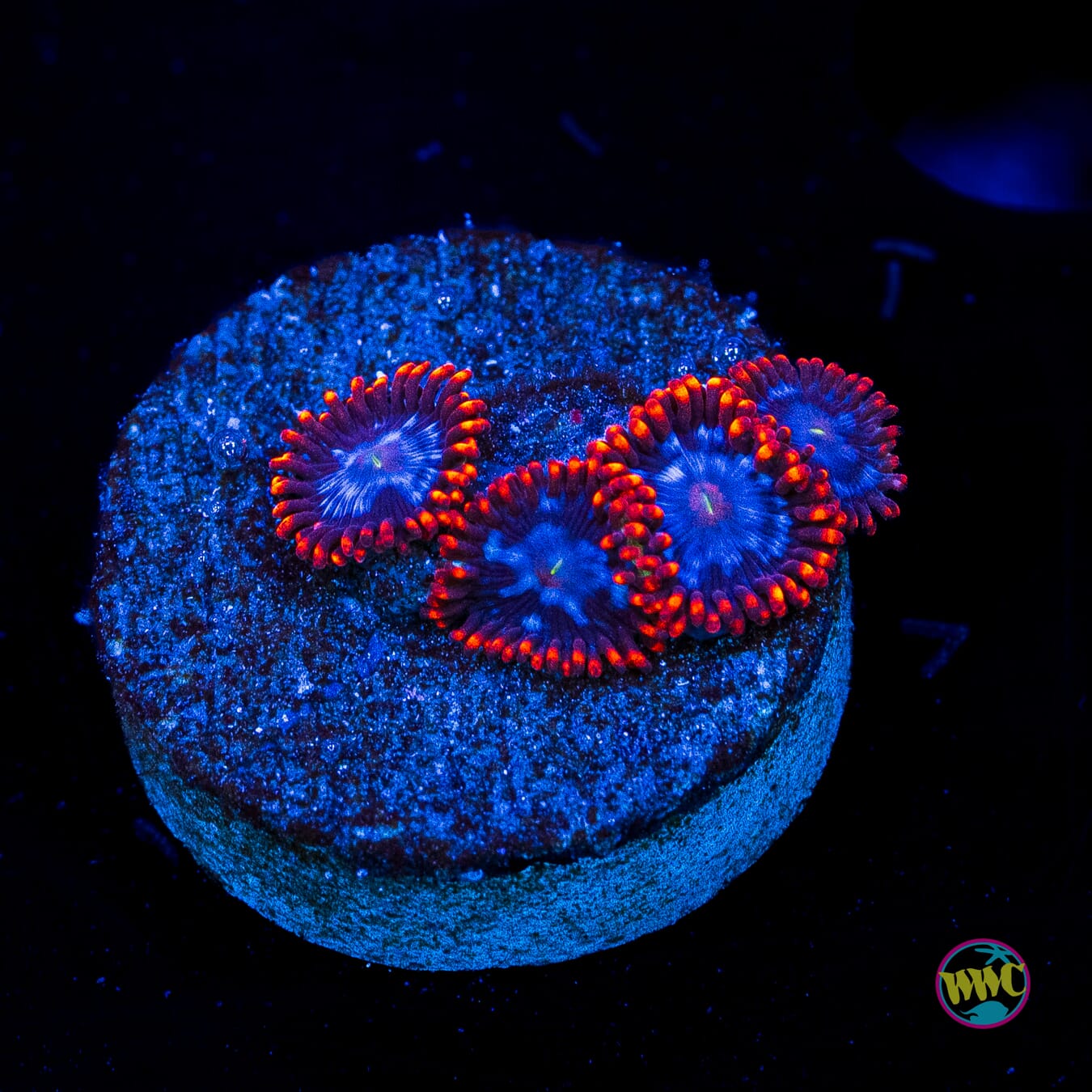 Fire and Ice Zoanthids