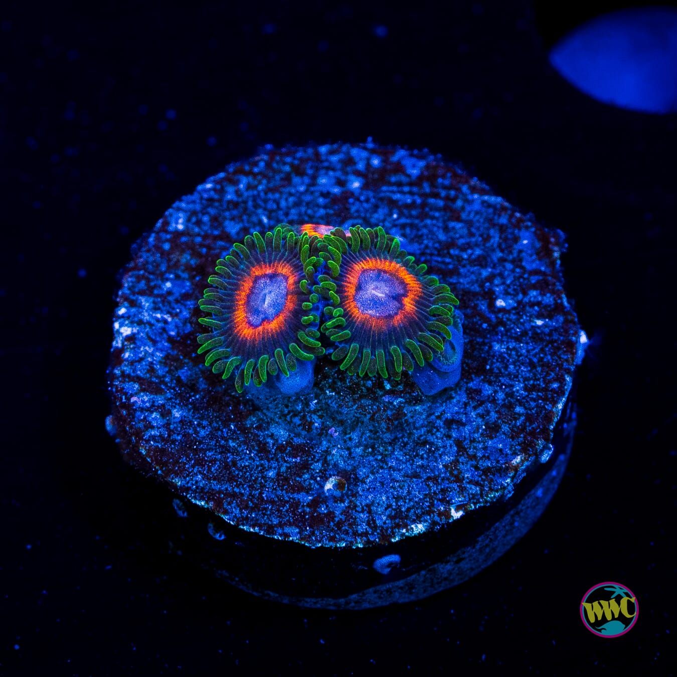 Jason Fox Fairy Tales Zoanthids