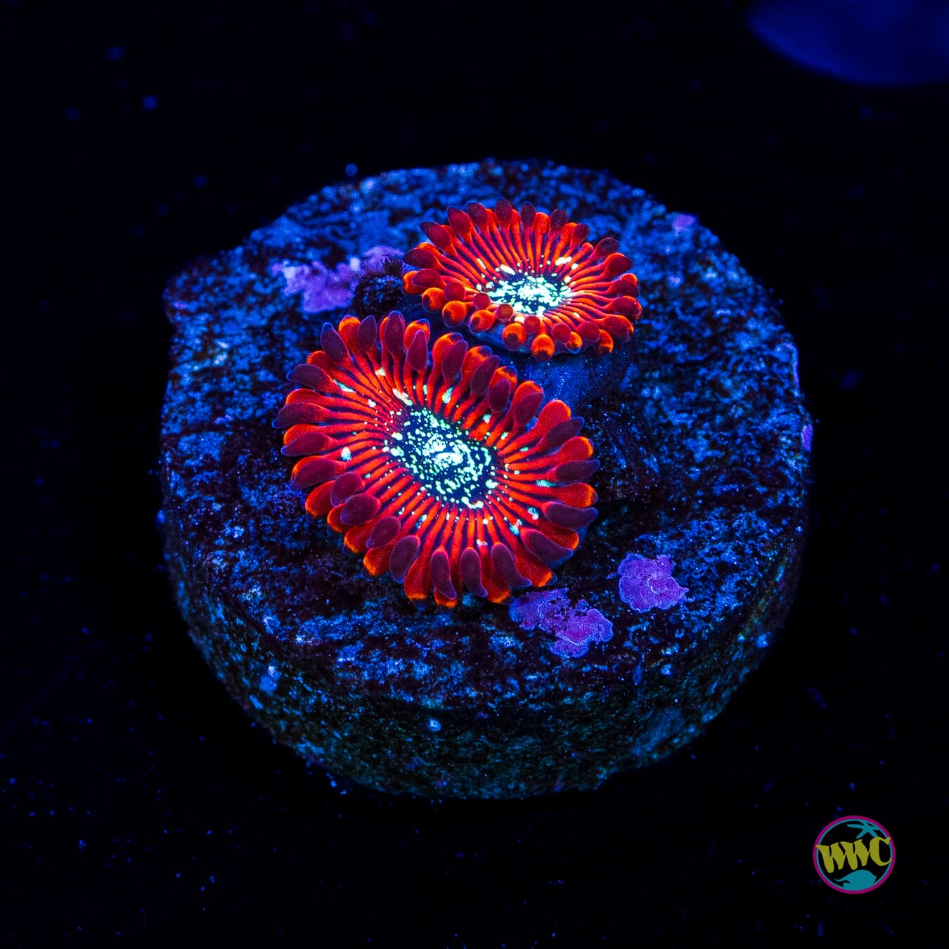 Scarlet Wizard Zoanthids