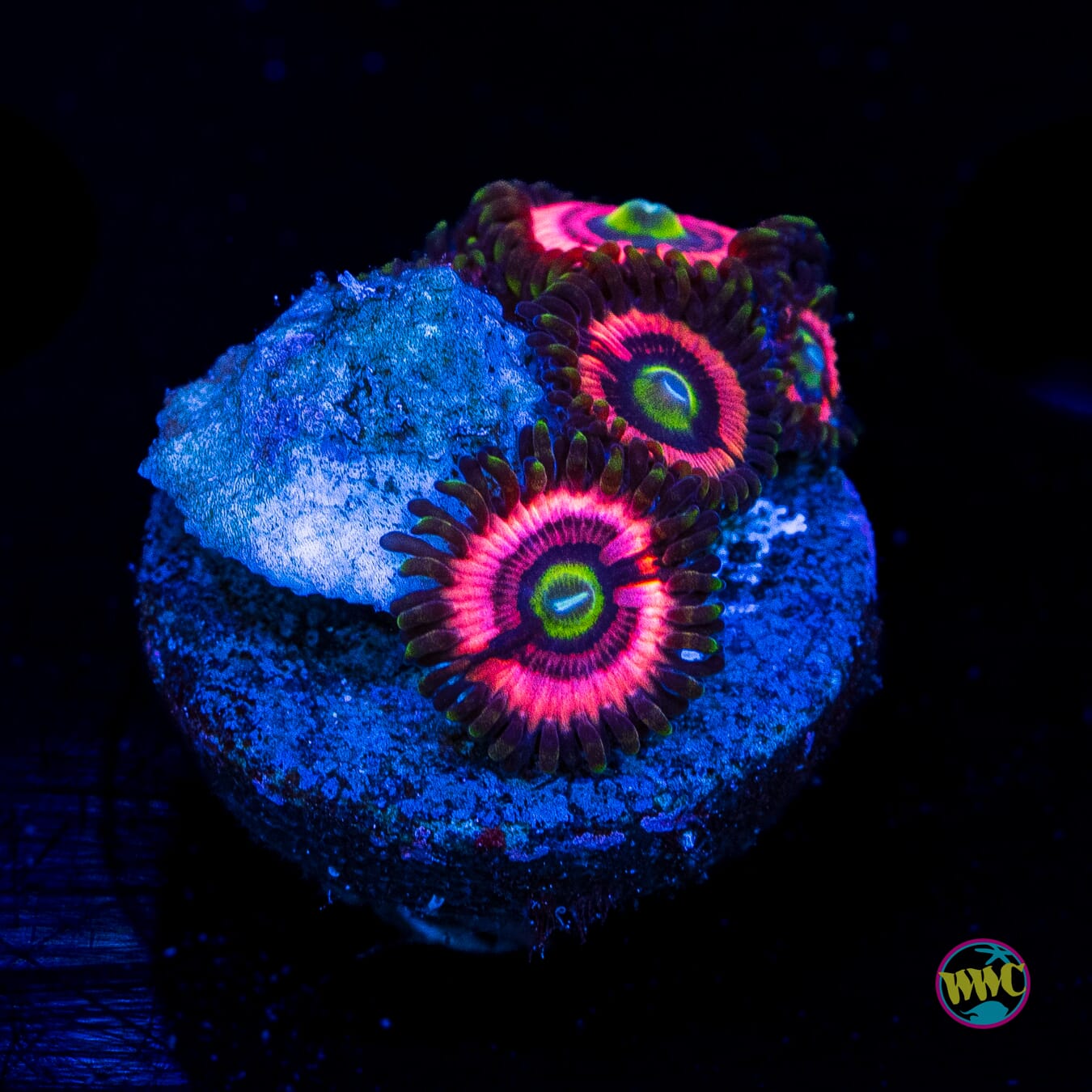 Ultimate Bubblegum Pink Zoanthids