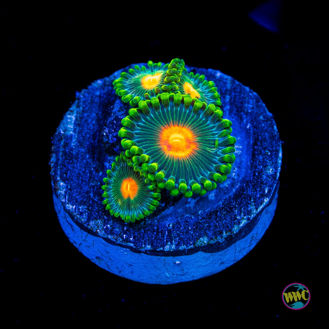 WWC Campfire Zoanthids