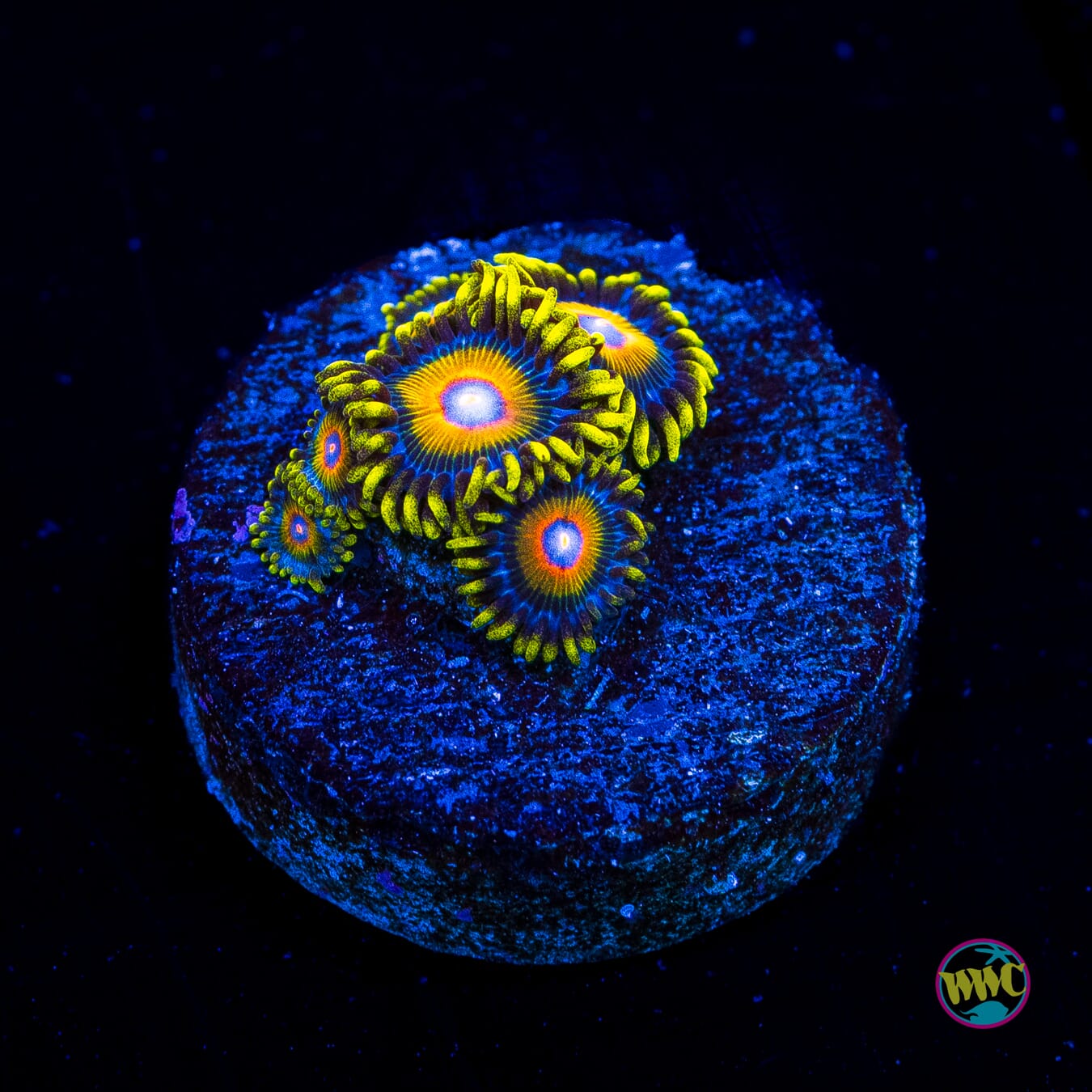 Super Saiyan Zoanthids