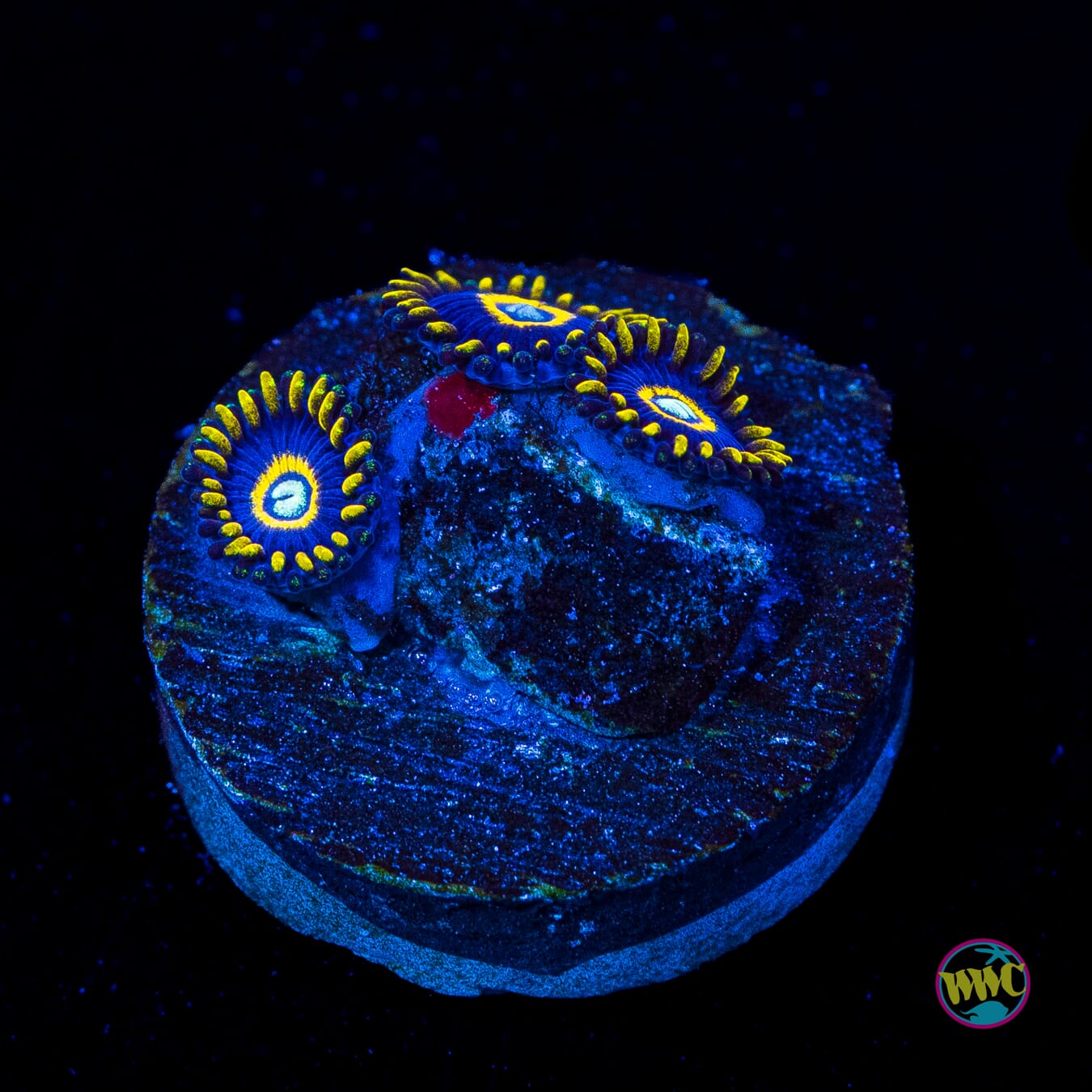 Blue Hornet Zoanthids