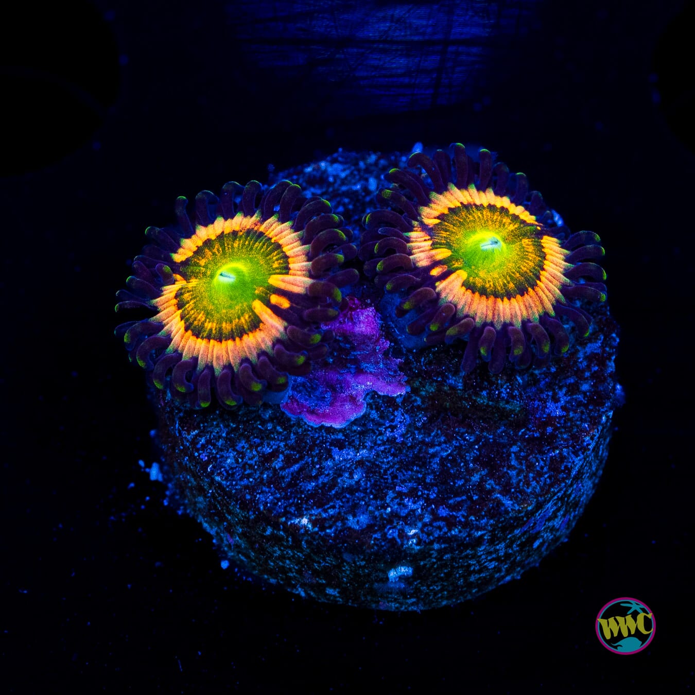 Citrus Cooler Zoanthids