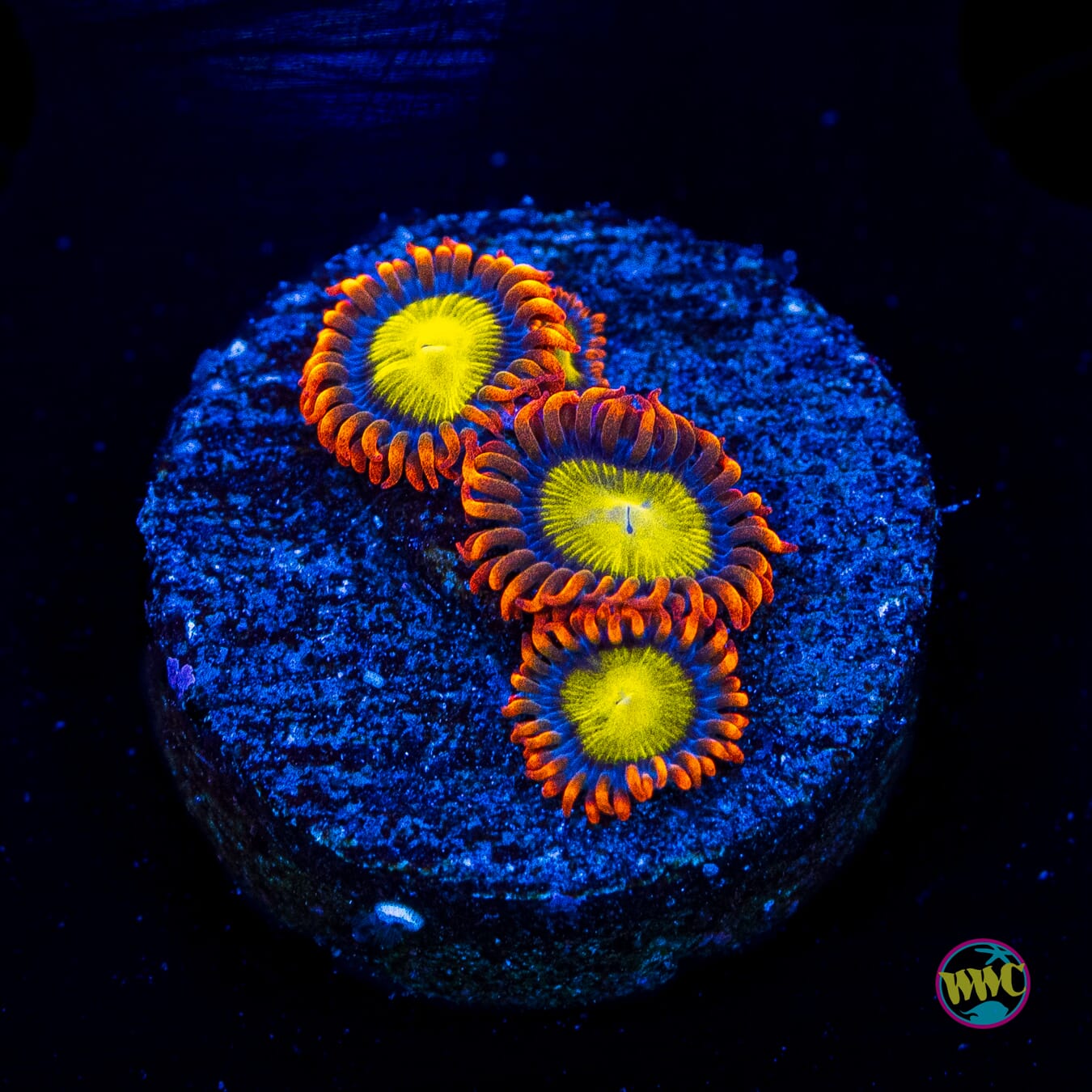 WWC Mandarin Orange Zoanthids