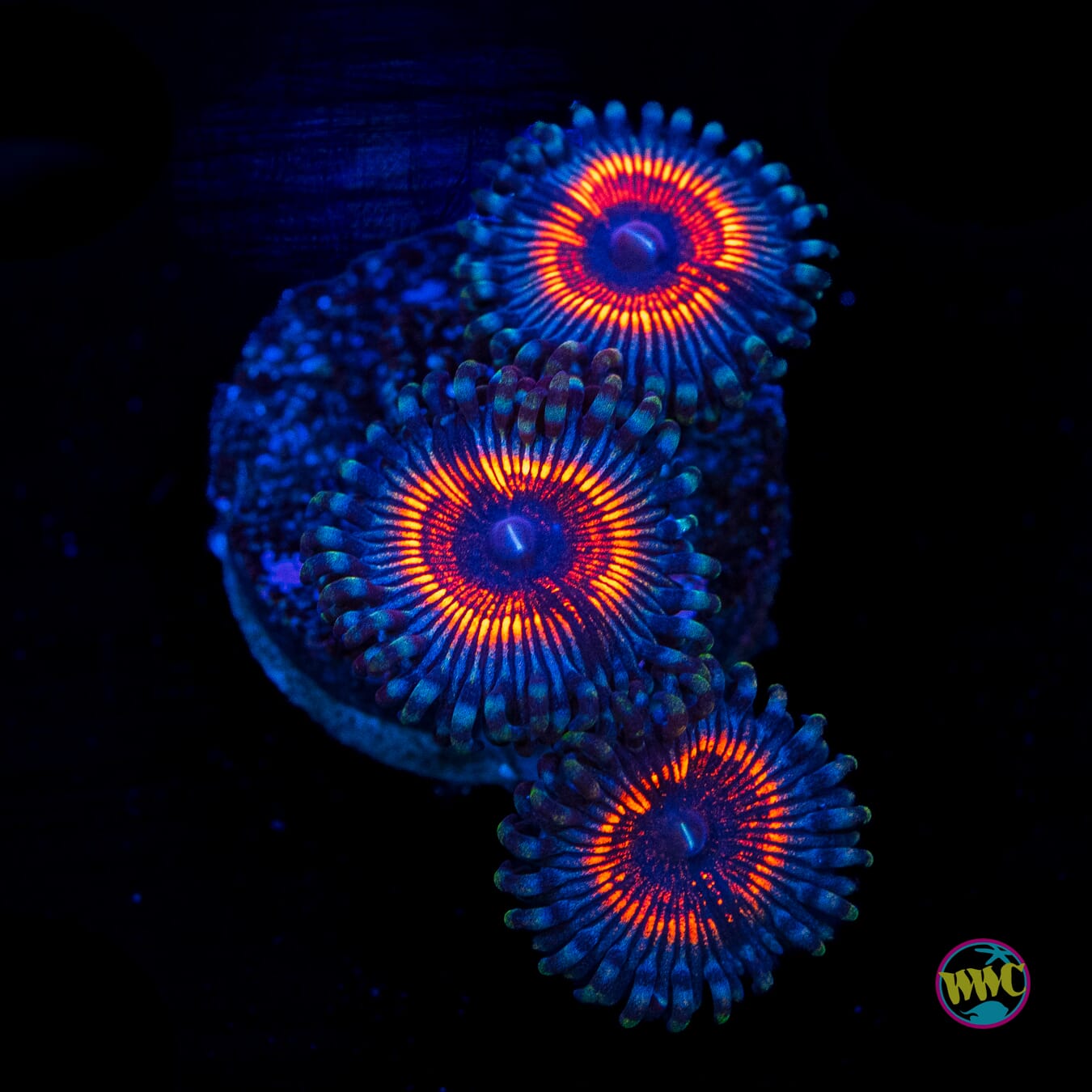 Armor of God Zoanthids