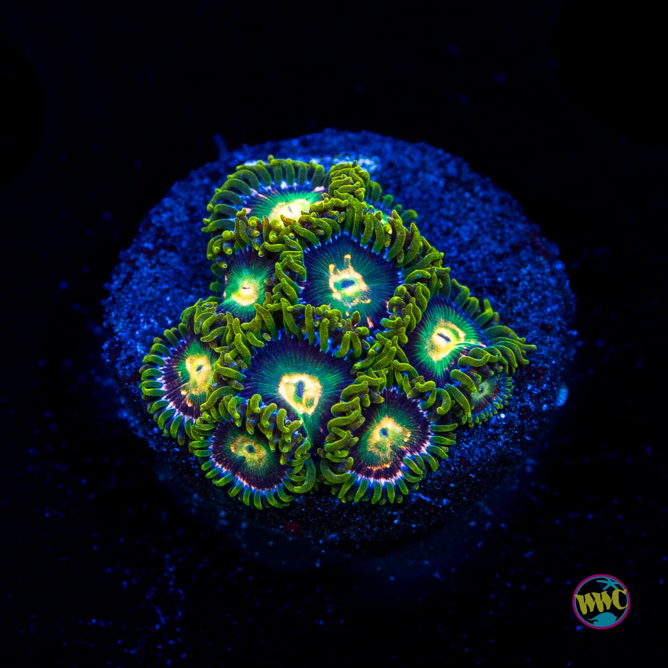 WWC Cosmic Dragon Eye Zoanthids