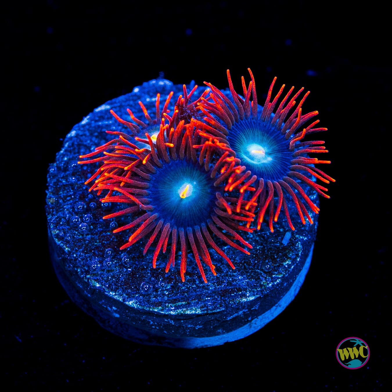 WWC Wildfire Zoanthids