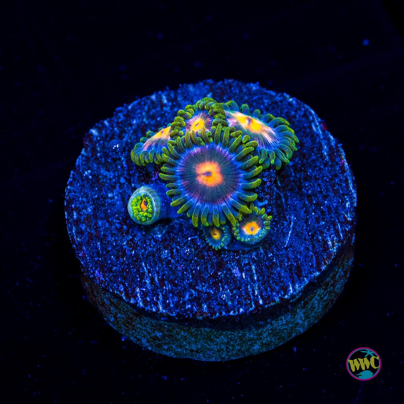 Pinwheel Zoanthids