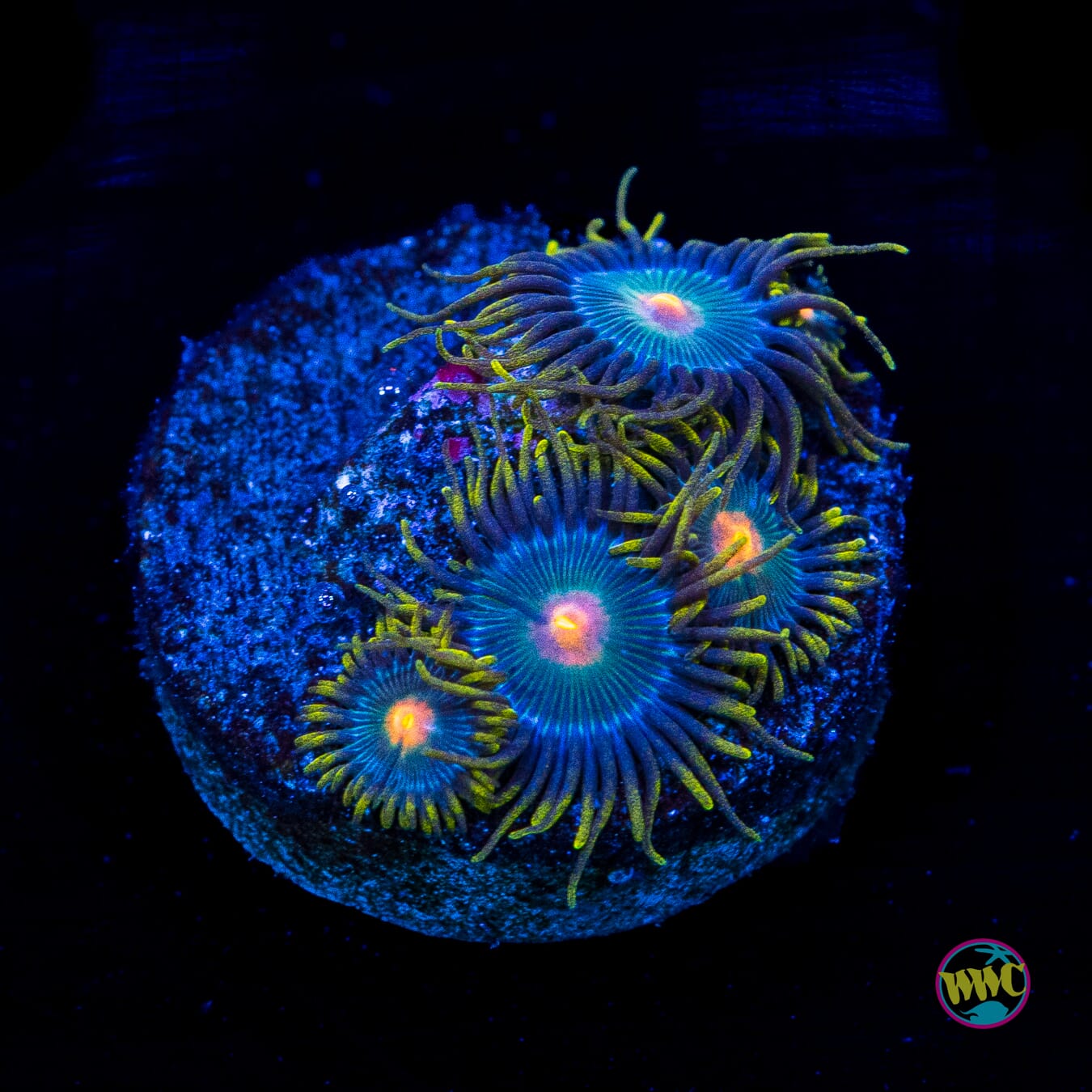 WWC Hairy Gorilla Nipple Zoanthids