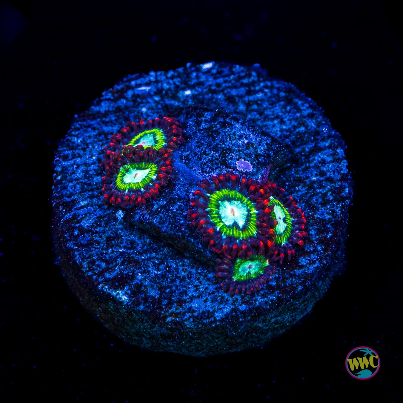 WWC Viridian Zoanthids