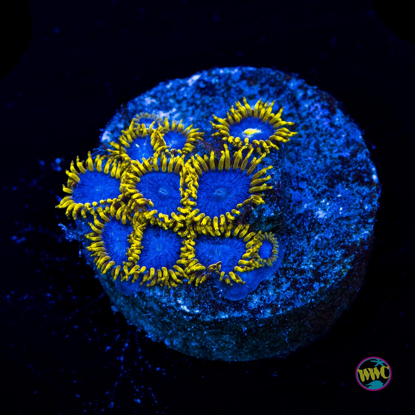 WWC Blue Angel Zoanthids