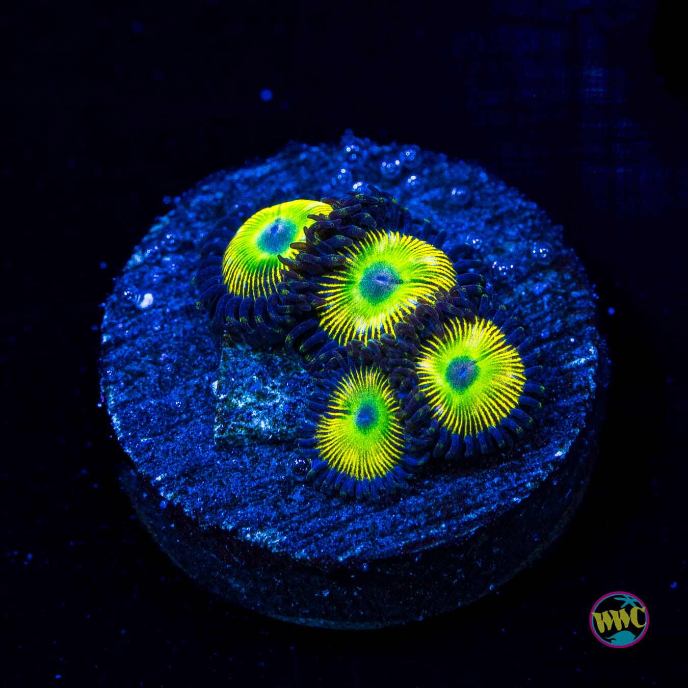 WWC Saltwater Taffee Zoanthids