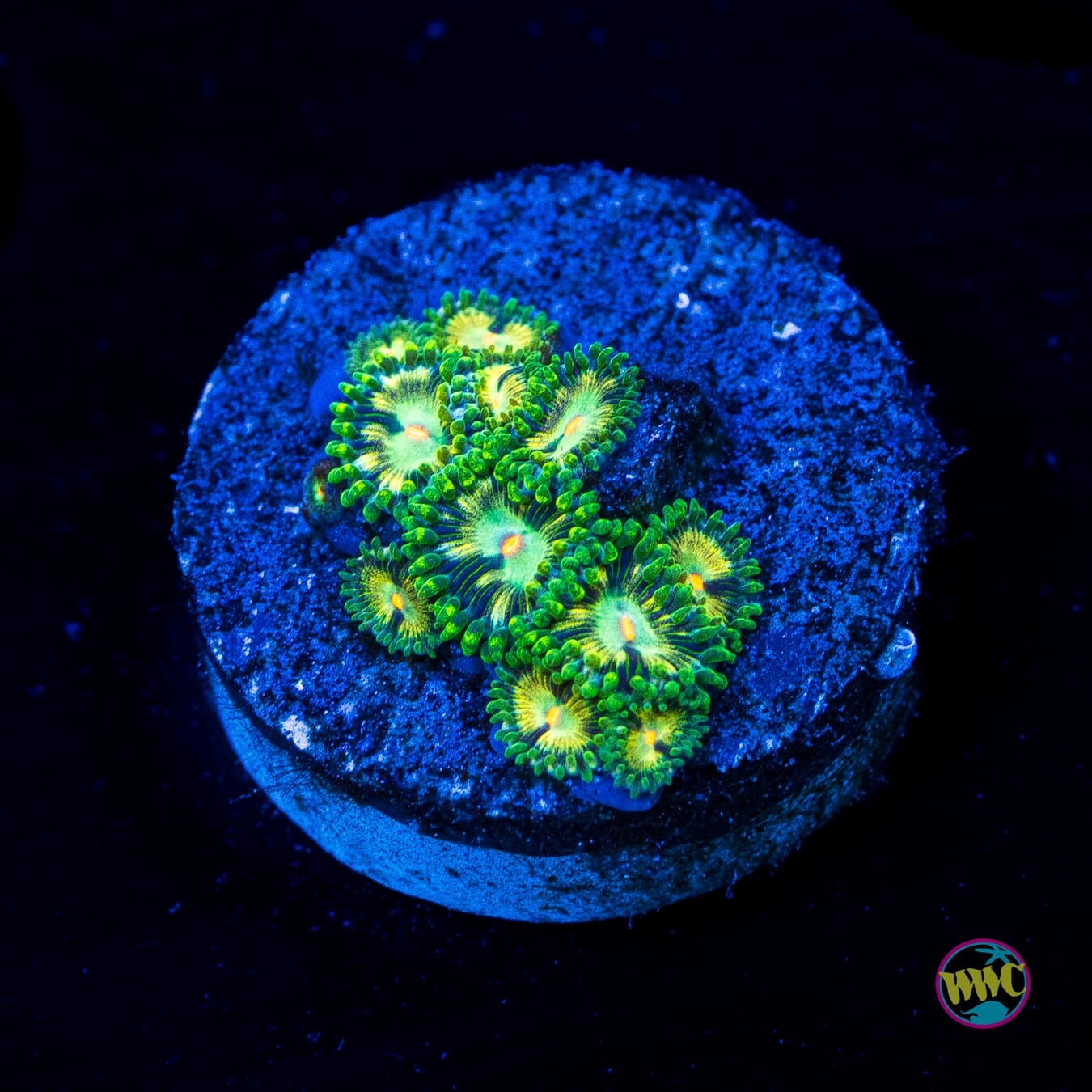 WWC Emerald Dream Zoanthids