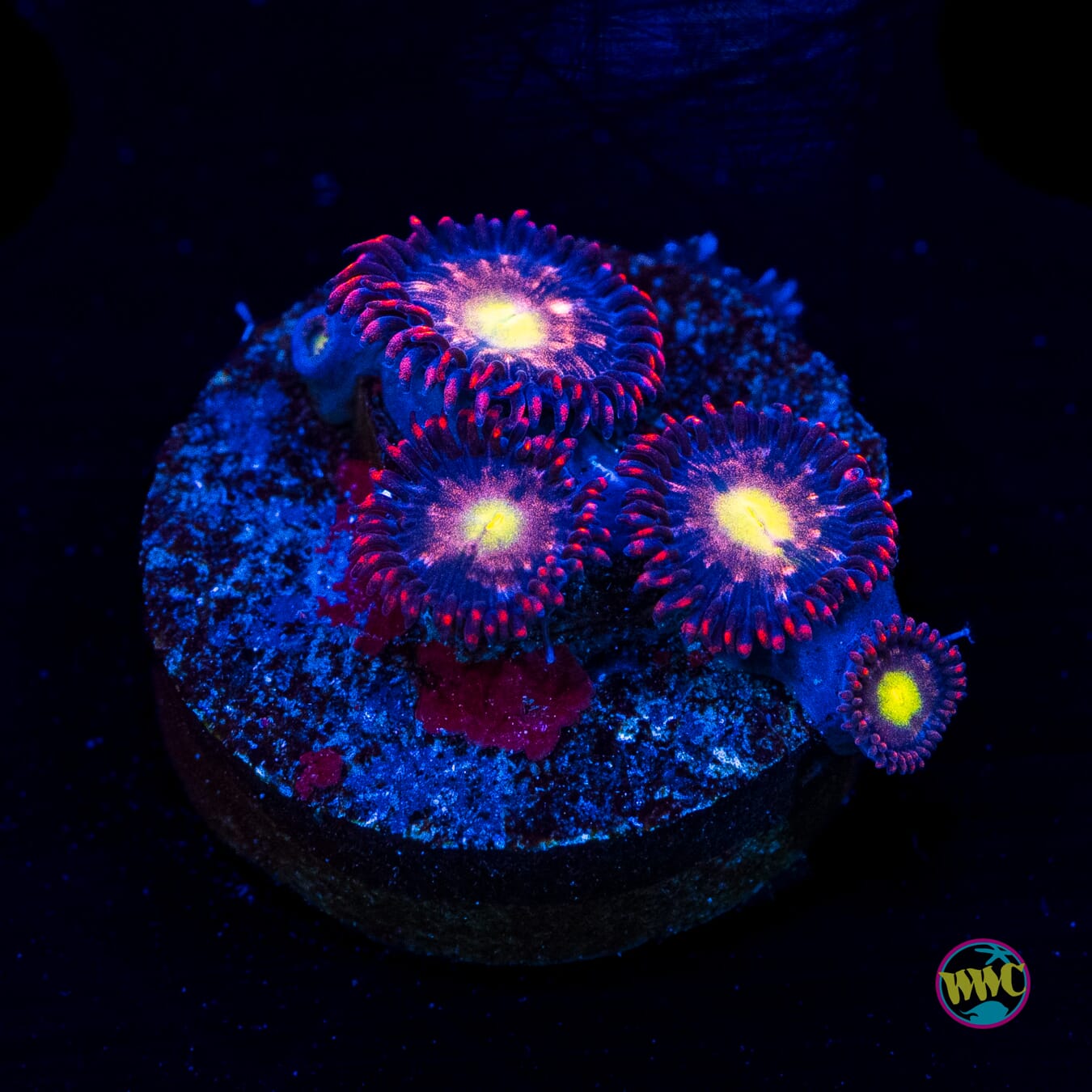 WWC Egg Yolks Zoanthids