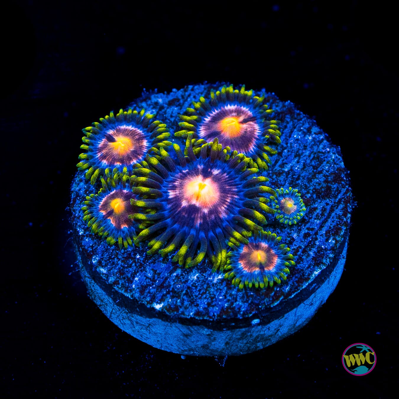 Blue Pinwheel Zoanthids