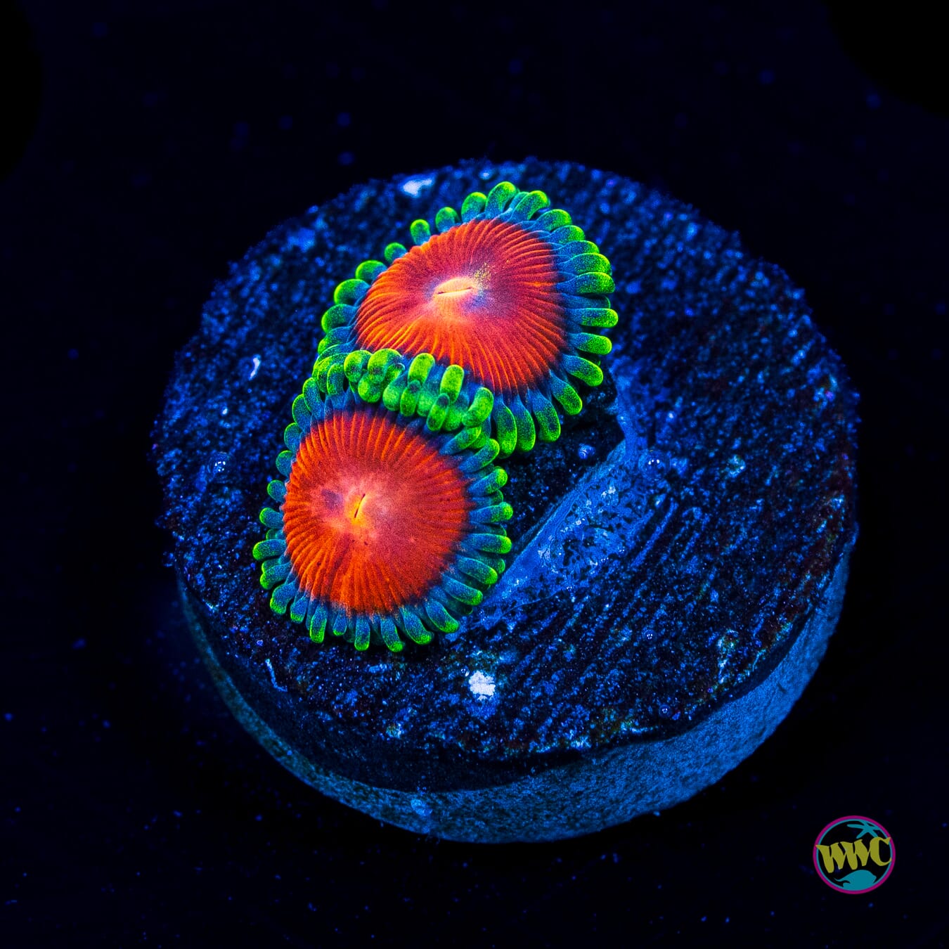 WWC Elemental Fury Zoanthids