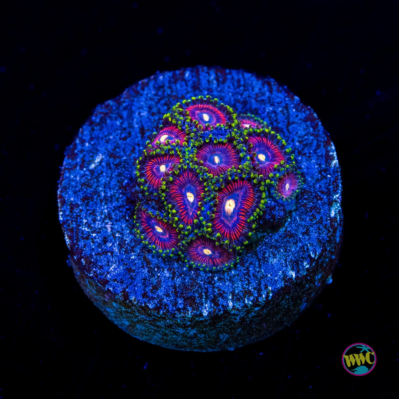 WWC Mini Me Zoanthids