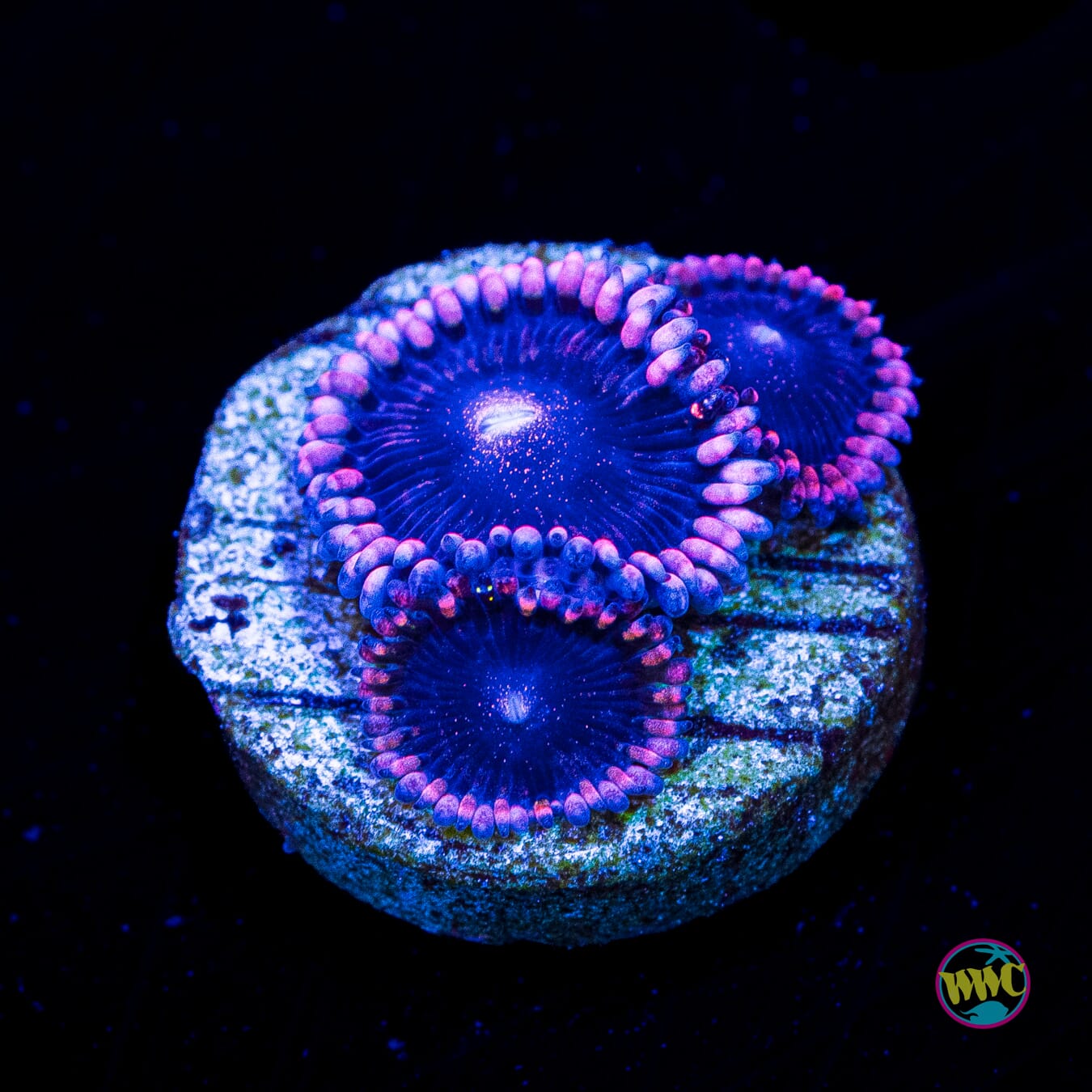 WWC Laffee Taffee Zoanthids