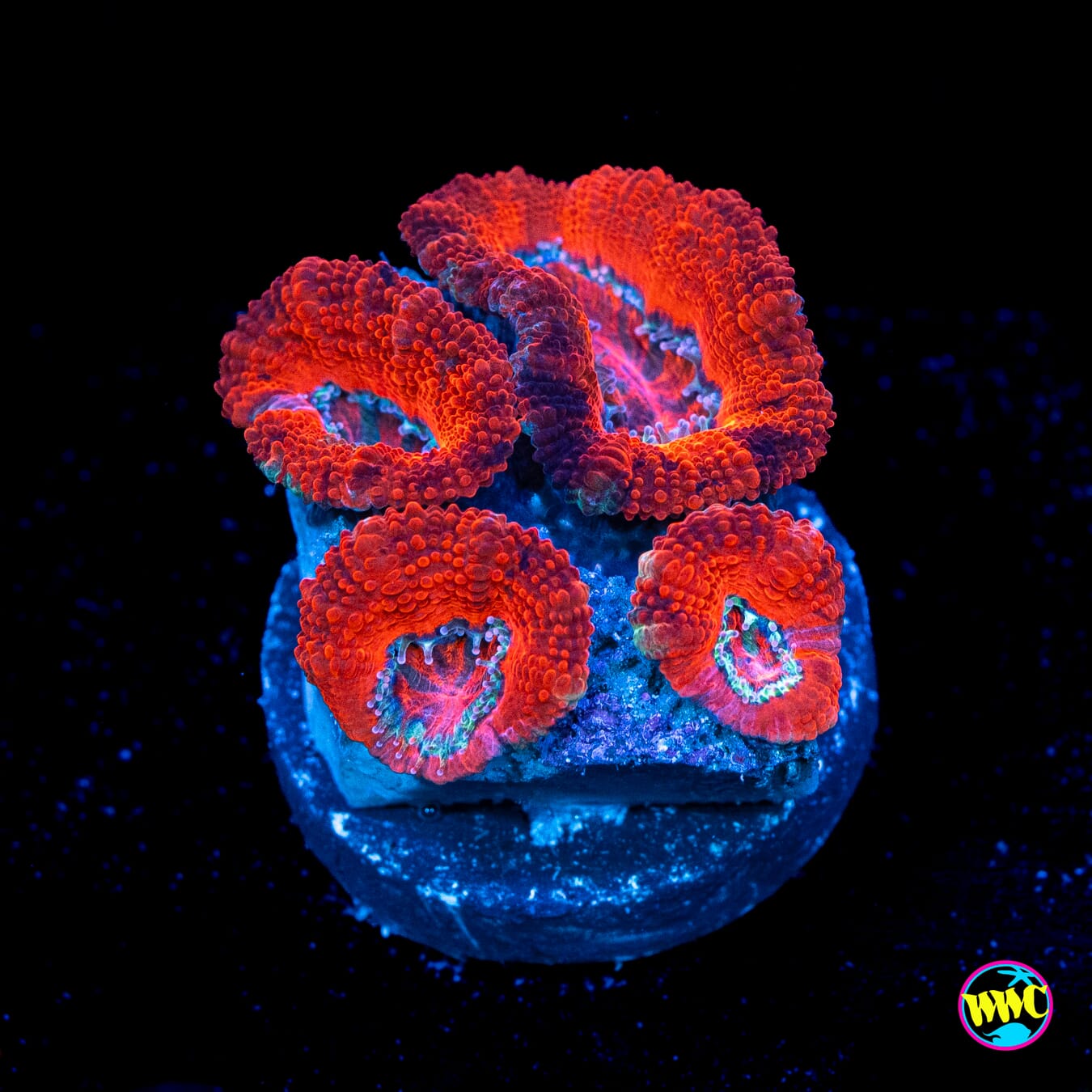 Red Rover Aussie Lord