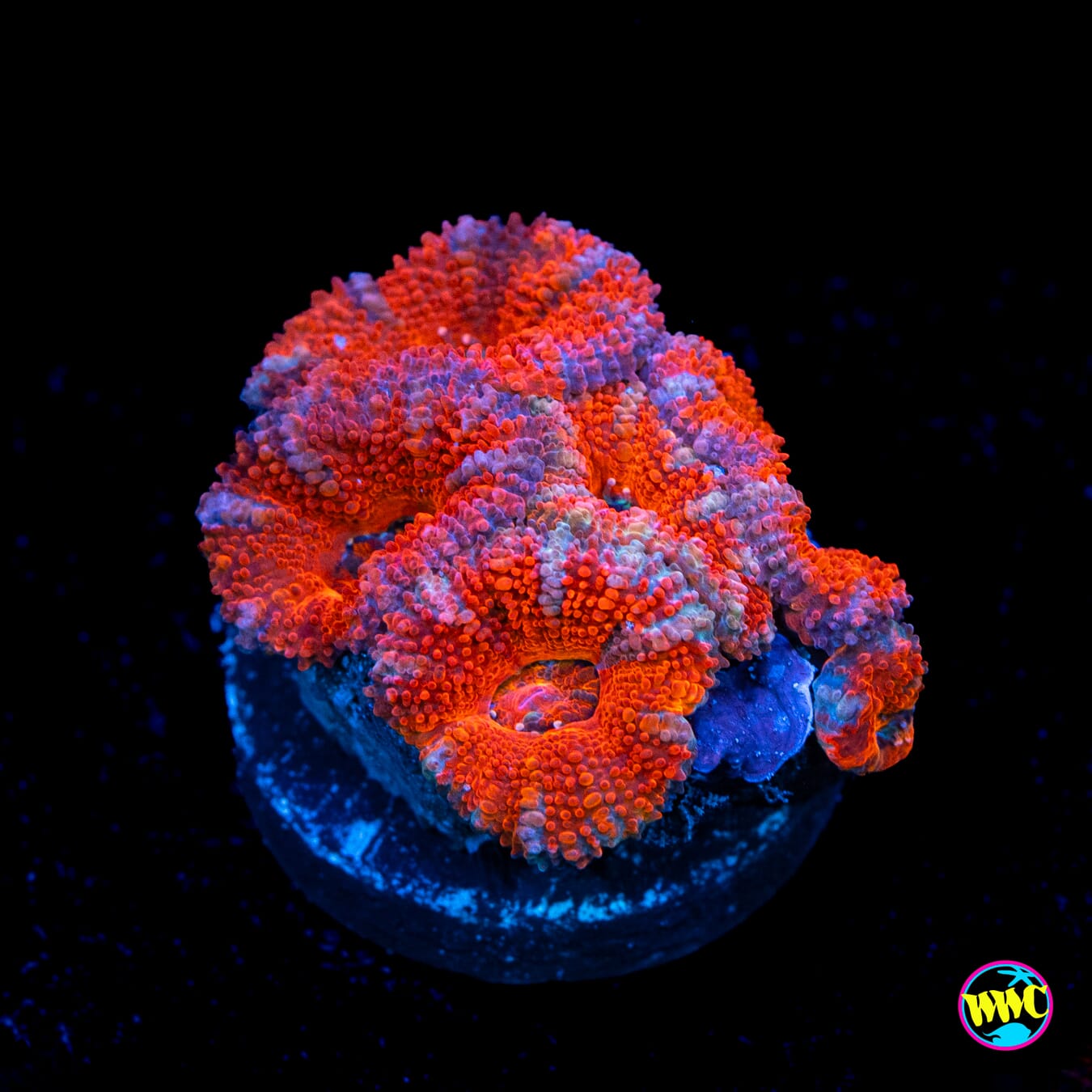 Red Rover Aussie Lord