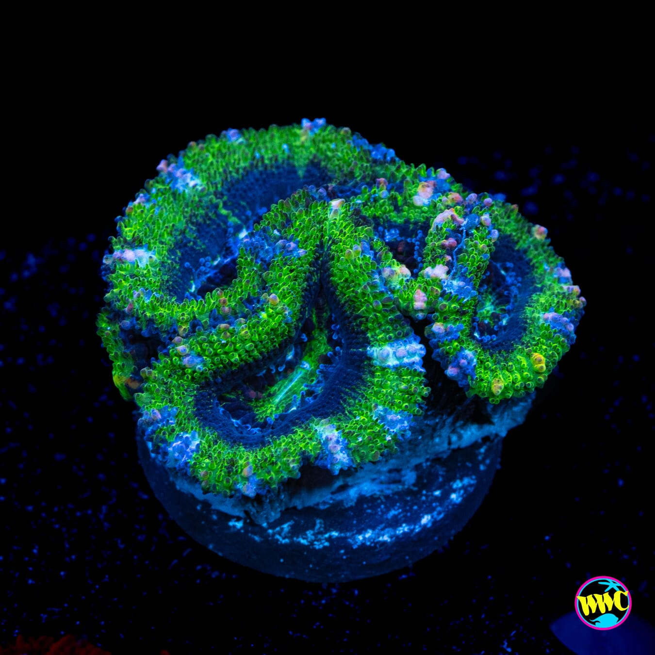 Spearmint Aussie Lord