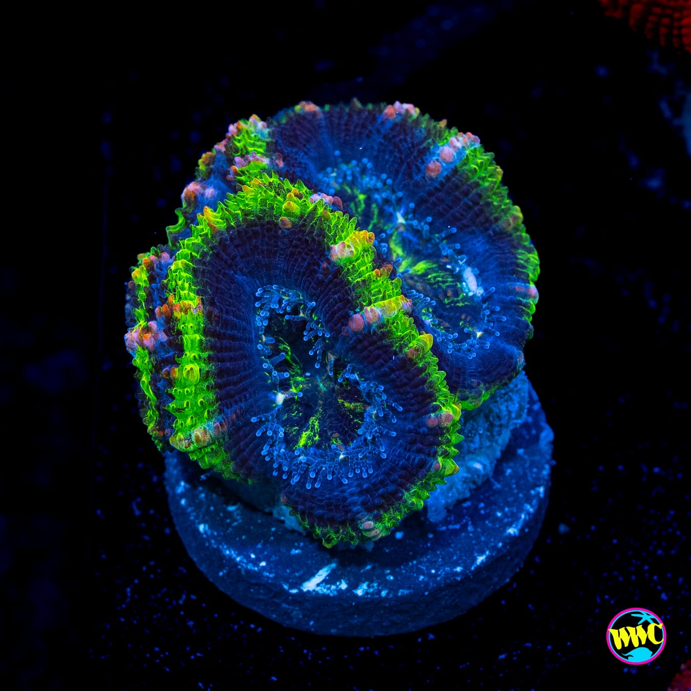 Archipelago Aussie Lord