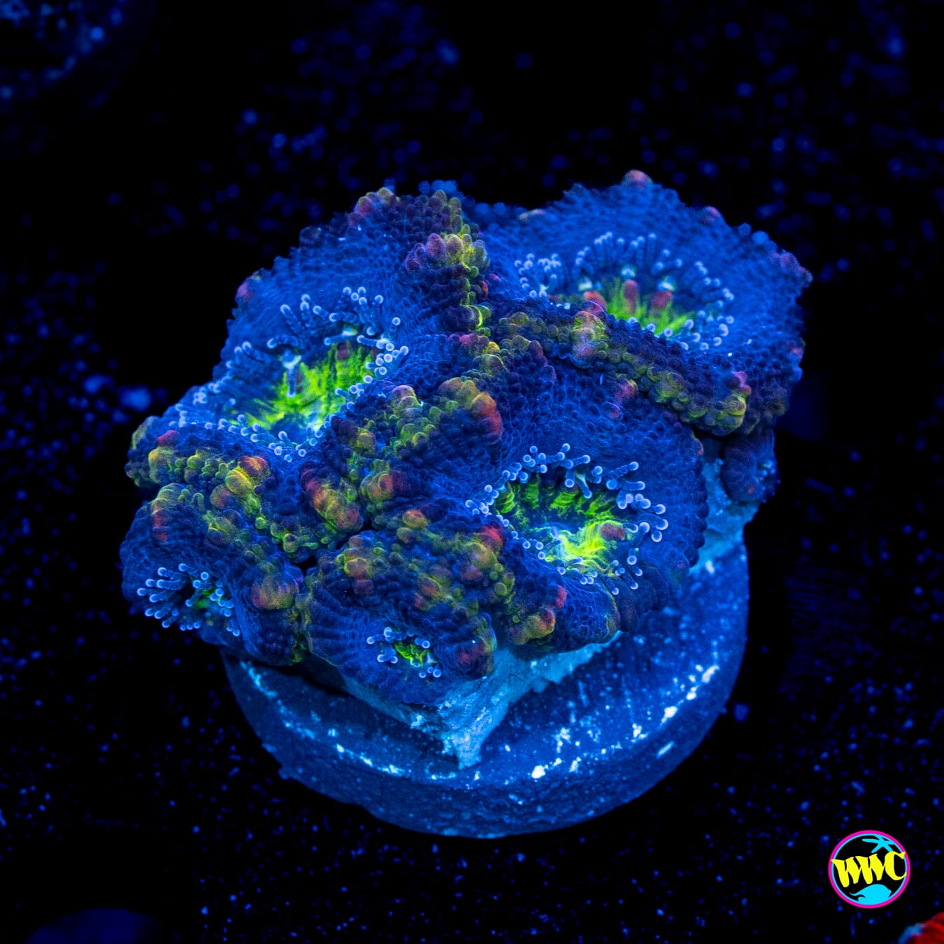 Blue Hole Aussie Lord