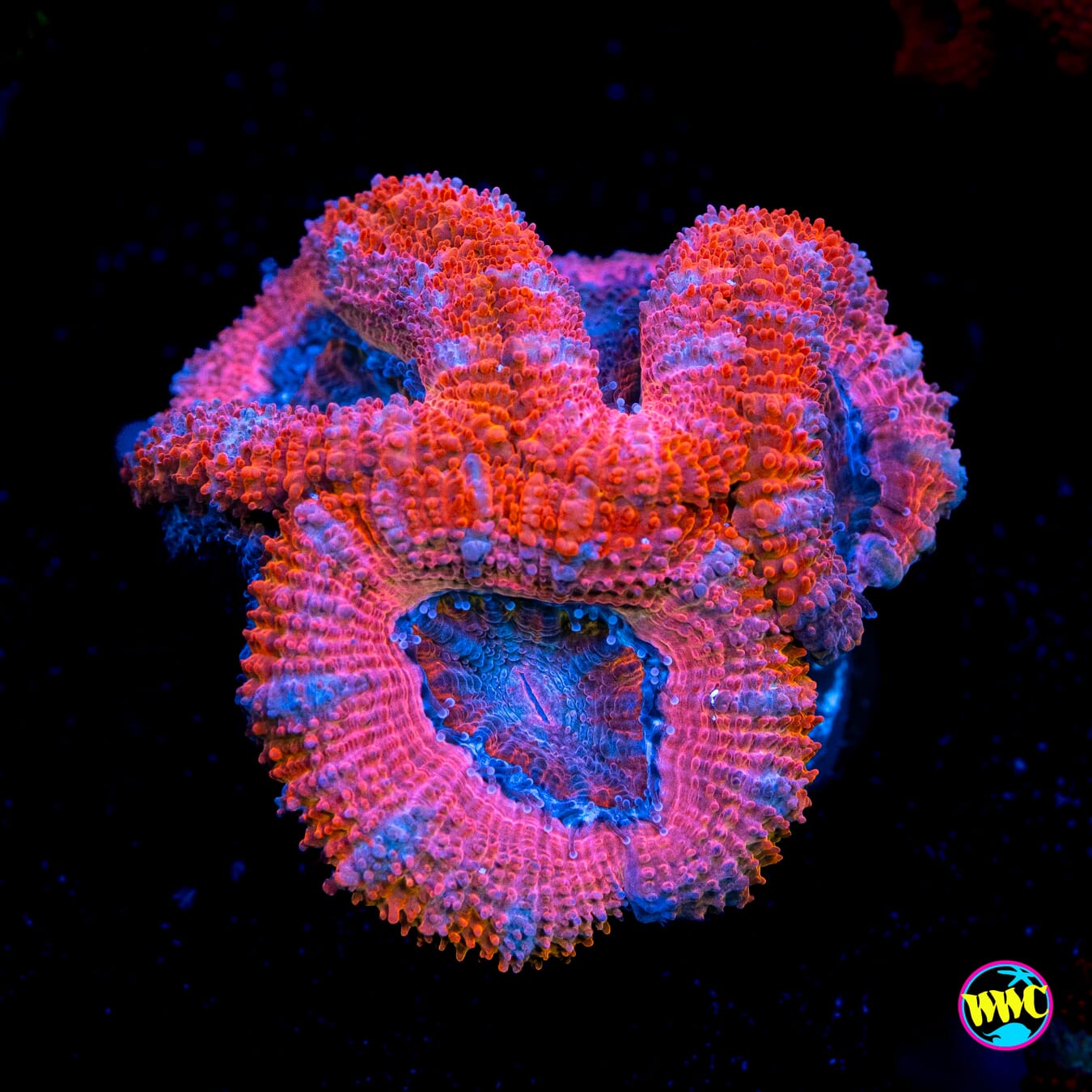 Pink Dreamz Aussie Lord