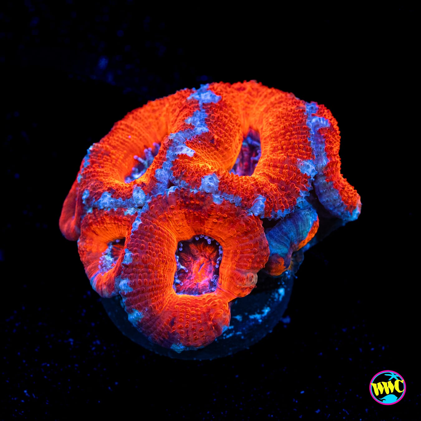 Silver Streaker Aussie Lord