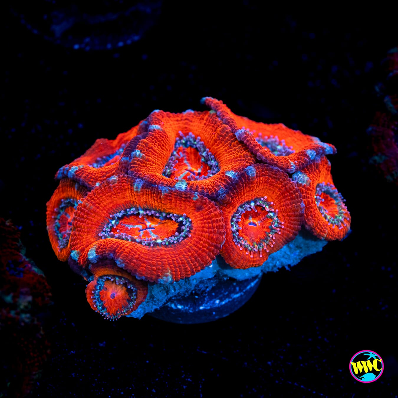 Silver Streaker Aussie Lord