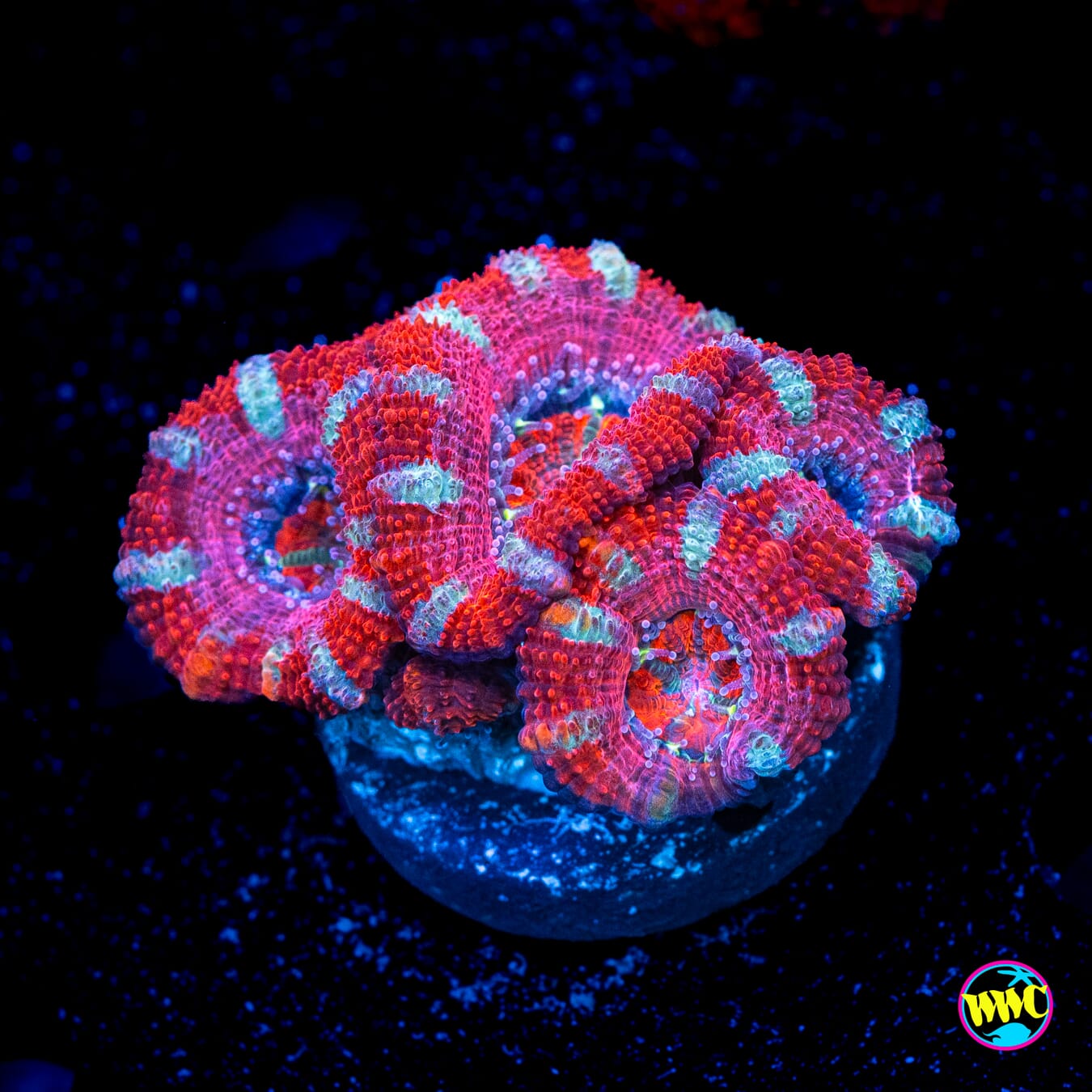 Cotton Candy Aussie Lord