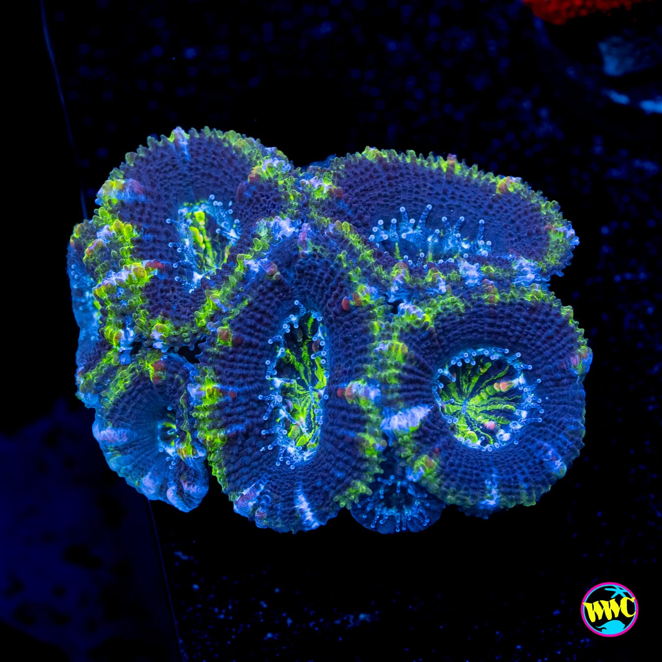 Archipelago Aussie Lord