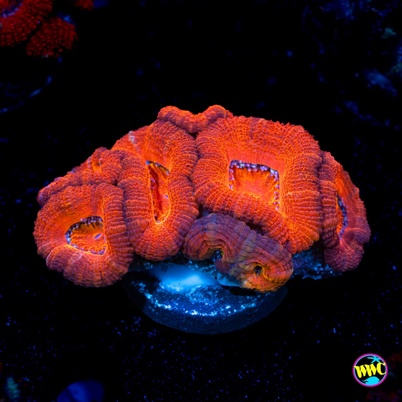 Orange Velvet Aussie Lord