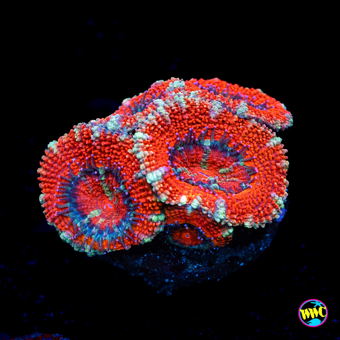 Silver Streaker Aussie Lord